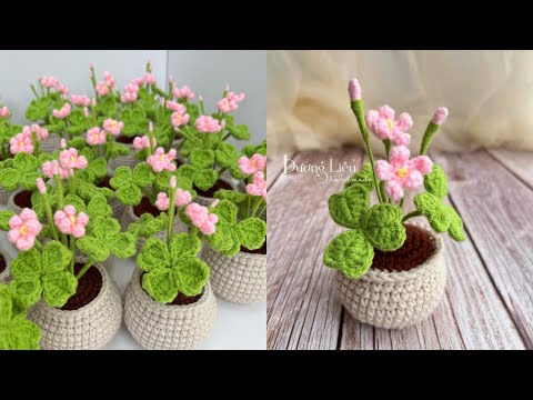Chậu cỏ 4 lá