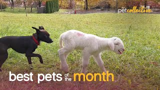 Best Pets of the Month (November 2020) | The Pet Collective