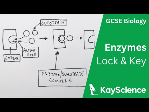 Biology Enzymes Worksheet Answer Keyâ: Detailed Login ...