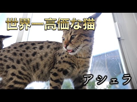 サバンナキャット