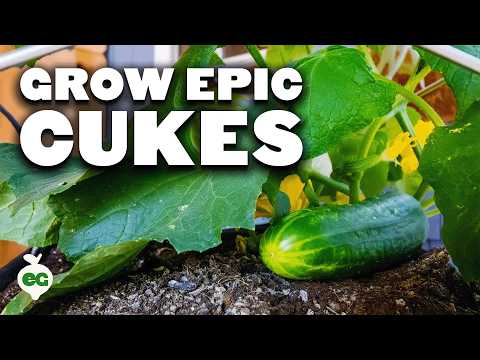 7 Tips to Grow Cucumbers in Containers