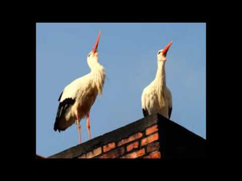 Senhora Cegonha video