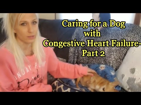 Caring for a Dog with Congestive Heart Failure- Part 2