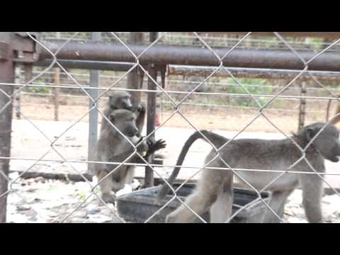 Talking Chacma Baboons
