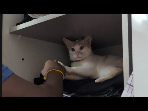 Krish listening to Sachin #love #funny #cat #krish #pets #trending 