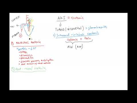 Nephrology 7 ENG (acute kidney injury (AKI), prerenal, intrarenal, postrenal azotemia, AIN, gout)