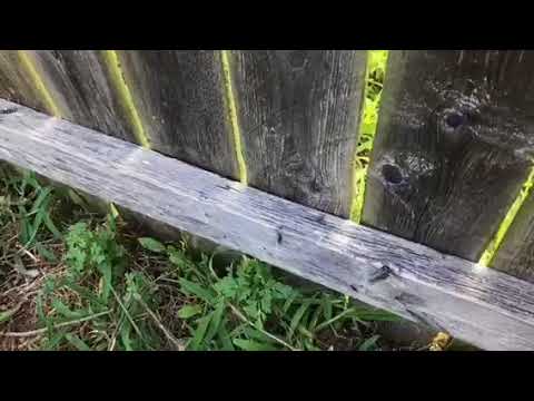 Pavement ants infest Hazlet, NJ home