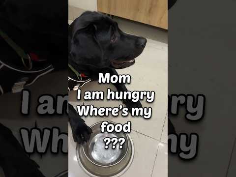 Healthy diet for dogs. Serve fresh every time.