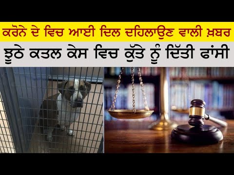 Masoom Kutte Nu Tanasahi Furmaan Suna Tangeya | Zikar Tera