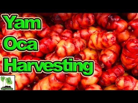 Harvesting OCA From The Plots