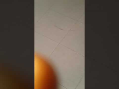 Akhtar  kalb  dog .. bi sidi maarouf 😆