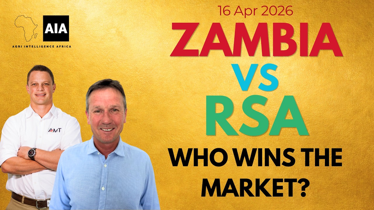 Zambia opens exports… are prices under pressure? | Africa Grain Overview 16 Apr 2026