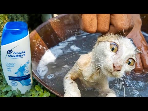 Dirty Kitten Enjoys First Ever Bath