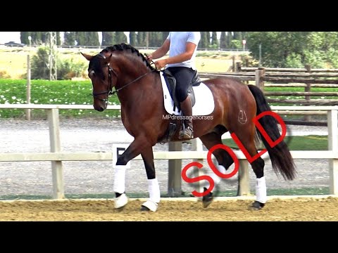 **SOLD** FEI Potential - Andalusian PRE Gelding 2018 - 1,68 m | #MP454