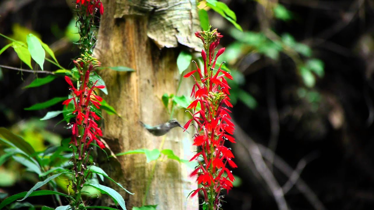 Smoky Mountain Explorer - Seasons of the Smokies Trailer