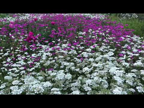 Japan 🇯🇵 famous beautiful flowers 💐 🌺🌸#beautiful#flowers#samreenvlog