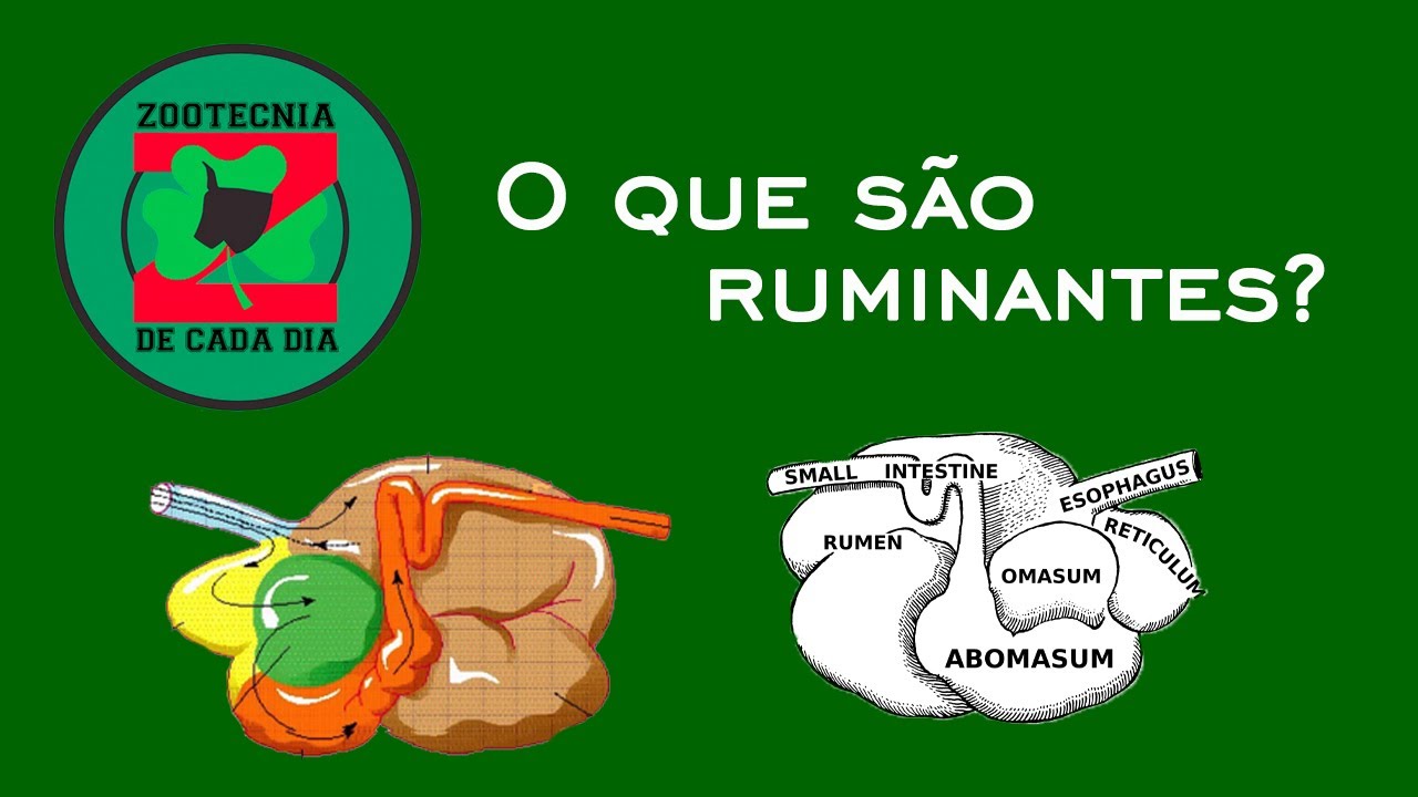O que são ruminantes?