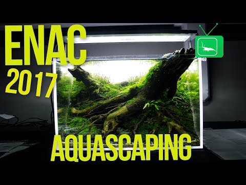 ENAC - European Nano Aquascaping Competition 2017 | Aquascaping | GarnelenTv