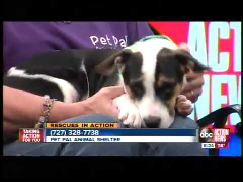 Rescues in Action: Snickers