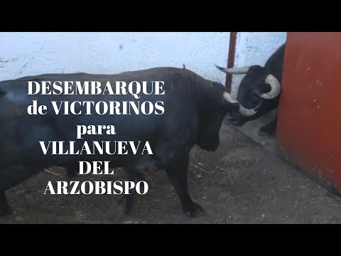 ESPECIAL DESEMBARQUE de Victorinos para VILLANUEVA DEL ARZOBISPO