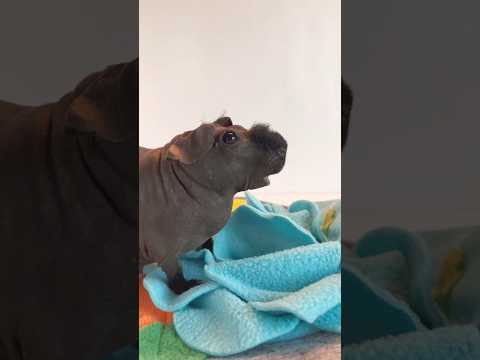 Skinny Pig Snuffle Mat