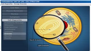 CBSE Class 9 Science - 5 || The Fundamental Unit of Life || Full Chapter || by Shiksha House