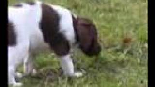preview picture of video 'brittany puppies outdoor'