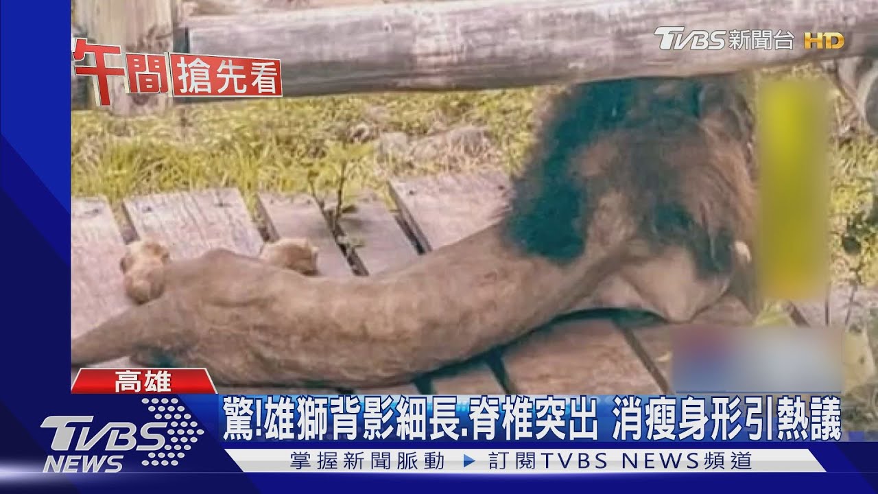 壽山雄獅瘦到「見骨」? 園方:拍攝角度問題