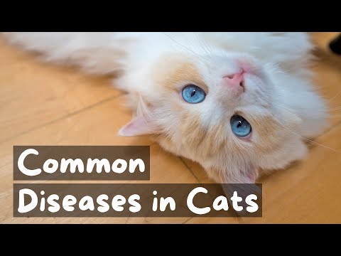 5 Common Cat Diseases and How You Prepare for Them