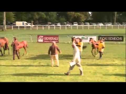 Show AQPS du Lion d'Angers 2010 - Lot 8 a 36