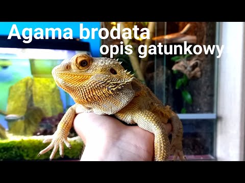 Bearded dragon for beginners - species description, everything you need to know about breeding!