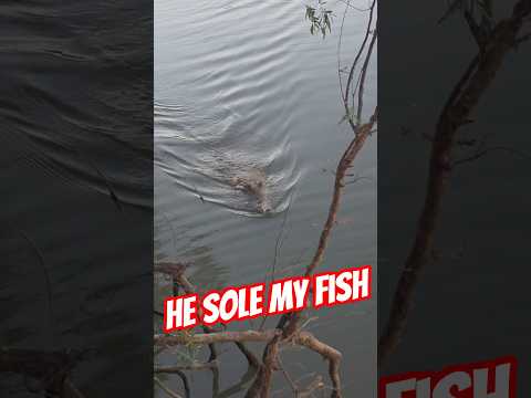 This crocodile thought he would help himself to my fish that was snagged on the bank #crocodile #Aus