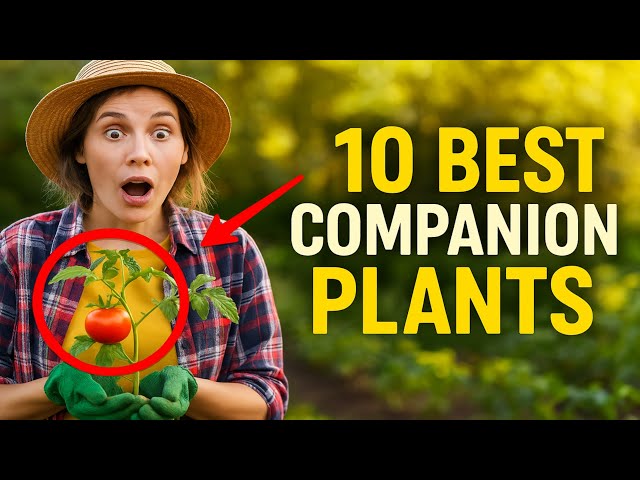 Vídeo relacionado con The Complete Vegetable Care Handbook: Planting, Soil pH, and Companion and Succession Strategies for a Bountiful Harvest