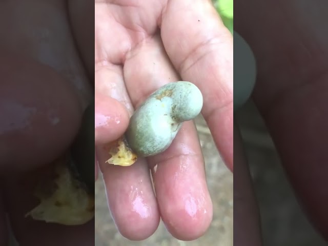 بذور شجرة الكاجو ( Anacardium occidentale )