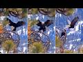 LOVE ON LOOKOUT SNAG JACKIE SHADOW MATE 4 TIMES COOT BREAKFAST FOR TWO FOBBVCAM 2 22 26