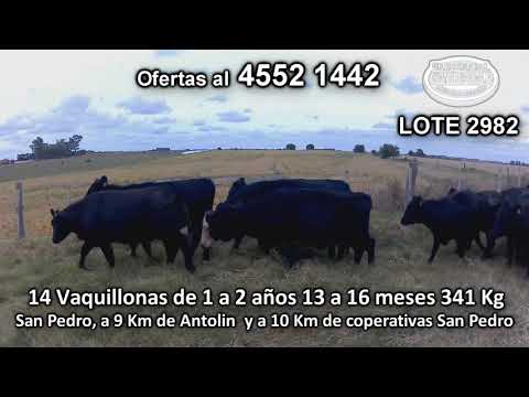 Lote 14 Vaquillonas 1 a 2 años 11 AA - 2 AA/ HE - 1 RA 341 Kgkg -  en San Pedro, a 9 Km de Antolin  y a 10 Km de coperativas San Pedro
