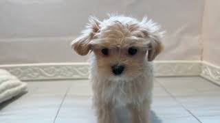 ハーフ犬の動画01