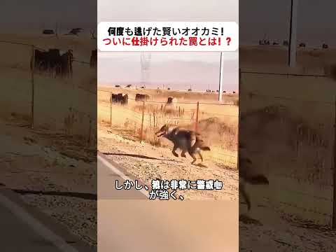 何度も逃げた賢いオオカミ！ついに仕掛けられた罠とは！？  #野生動物 #捕獲作戦 #動物の本能 #森の生き物 #アニマル