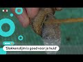 Man verdient geld met slakken kietelen