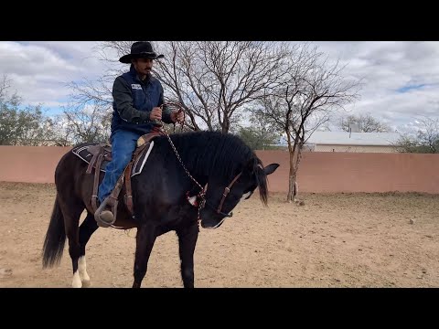 AZHT: Bending your Horse at the Pole - No Tie Downs or Other Gimmicks Necessary