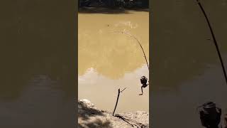 Download lagu cara mancing ikan di air keruh dengan mudah mp3