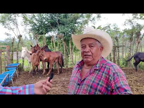 Venta de Mulas para ganaderia trato con el señor Ramiro molinedo Ixtacomitan Chiapas