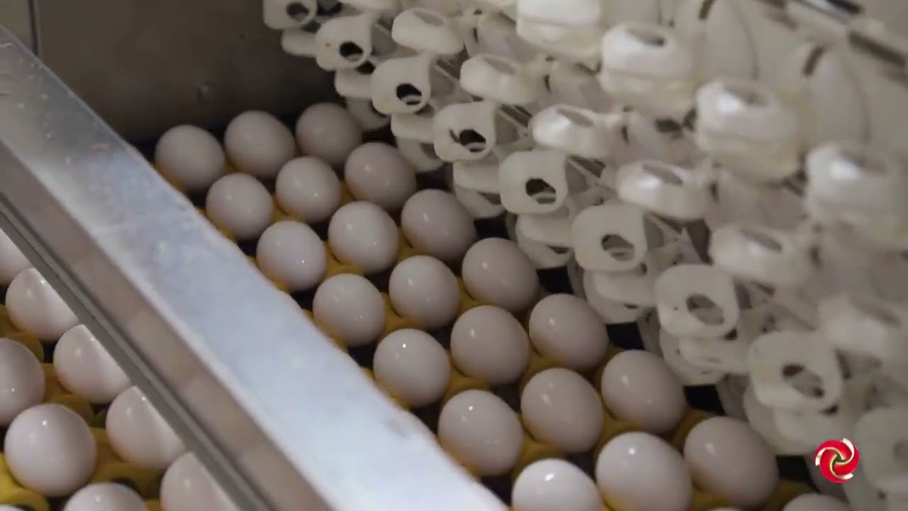 Exportações brasileiras de ovos tiveram alta