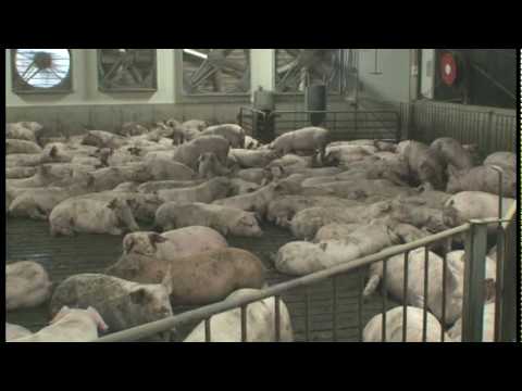 Greg Ludvigsen on Precision Livestock Farming