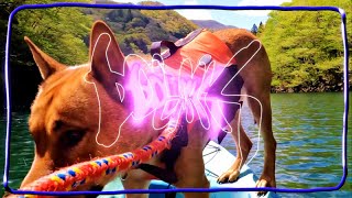 wow its so cool to see the album art in real life at ! - DOGDAYS - 虻瀬犬(Abu-Se-Ken / DOGDAYS)