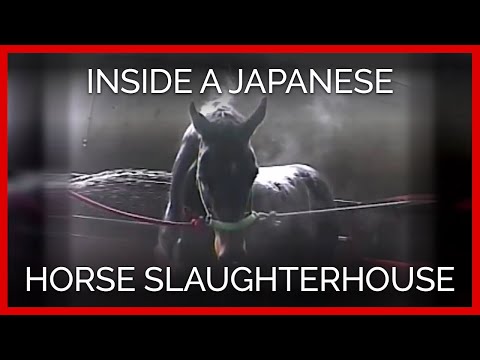 , title : 'Cuplikan Mentah dari Anjing Ras Asli di Dalam Rumah Potong Hewan Kuda Jepang'