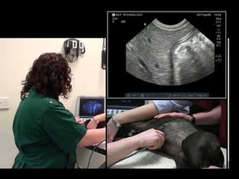 Small animal abdominal ultrasound video 4 HD - Ultrasound exam of the liver