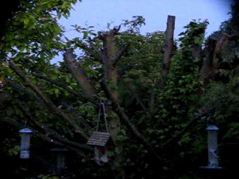 Dawn Chorus ~ Bird songs in June ♪♫ ~ British Birds UK ~ wildlife videos