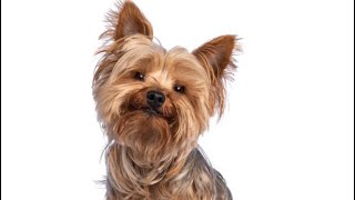 Why I take more dogs off of heart meds than I start - Mini Lecture on MMVD in Small Dogs