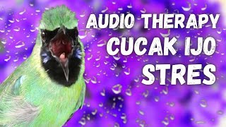 Download lagu TERAPI CUCAK IJO STRES || CUKUP 5 MENIT mp3 Download lagu TERAPI CUCAK IJO STRES || CUKUP 5 MENIT mp3